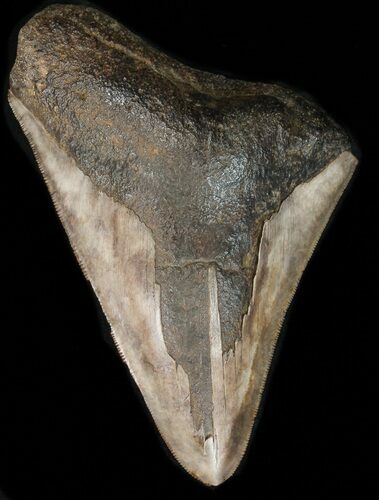 Partial, Serrated Megalodon Tooth - Georgia #43170